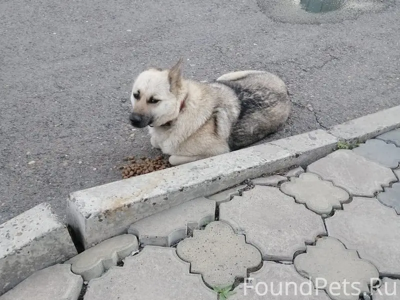 Найдена собака, ул. Шахтёров
