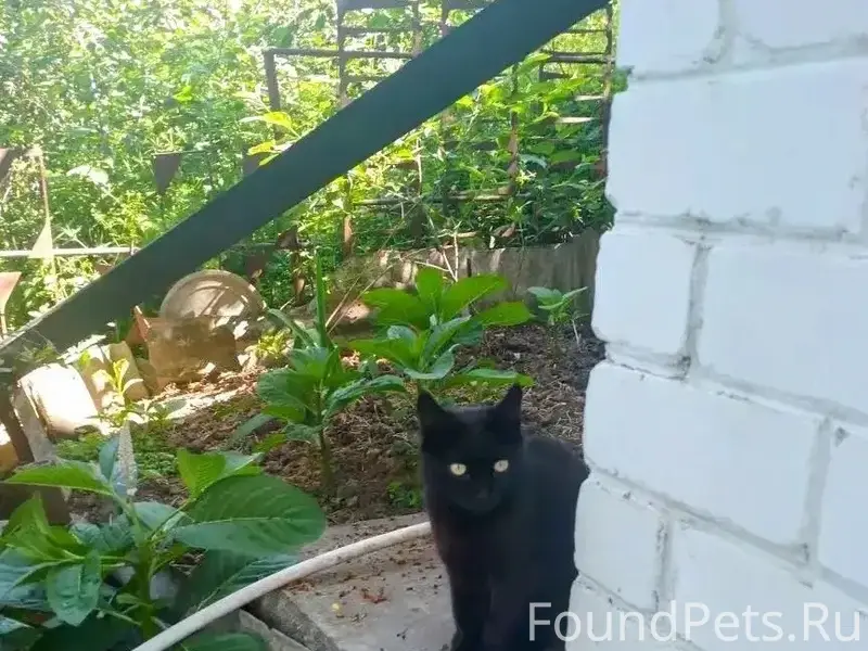 Пропали кошки, район Автовокзала