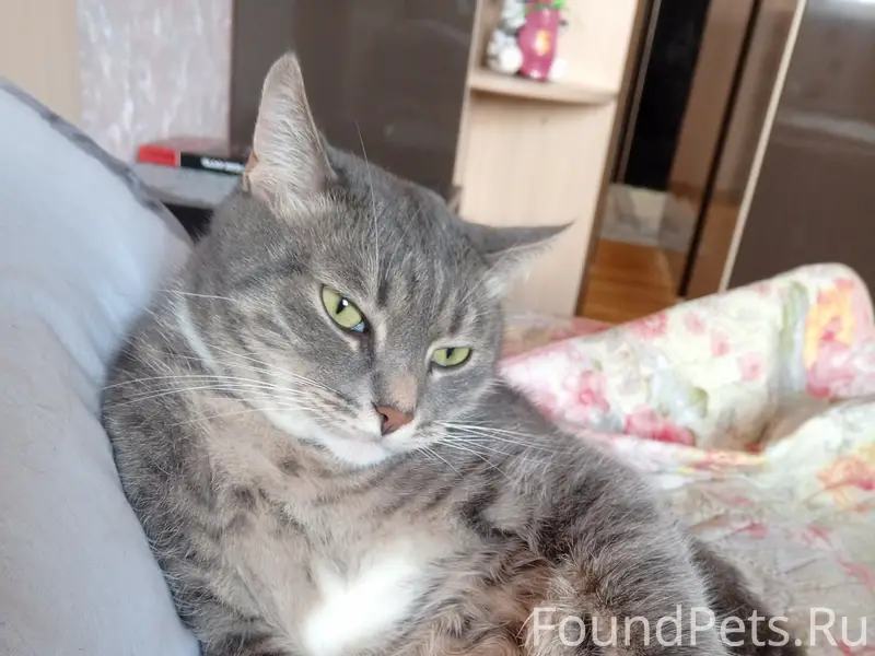 Пропал кот!!!