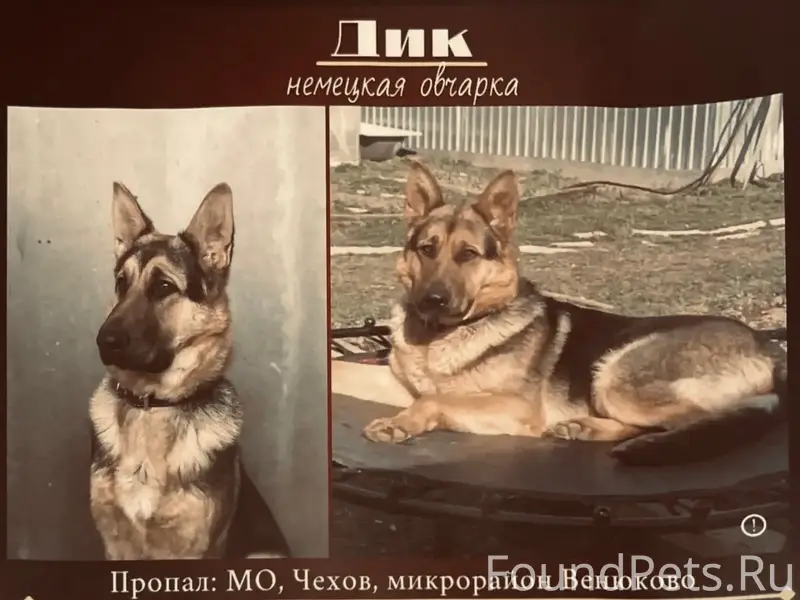 Пропал кобель Дик, д. Венюково, Чехов