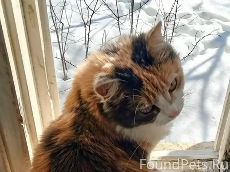 Пропала кошка, Ново-Ямская 17а