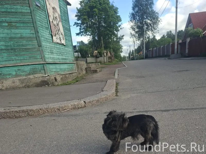 Найден щенок, П. Гвардейский
