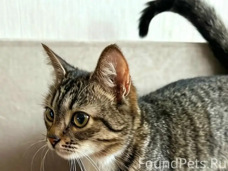 Найдена кошка, улица Горького