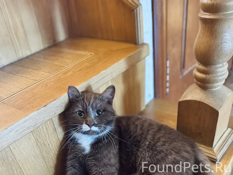 Пропала кошка, коричневый окрас