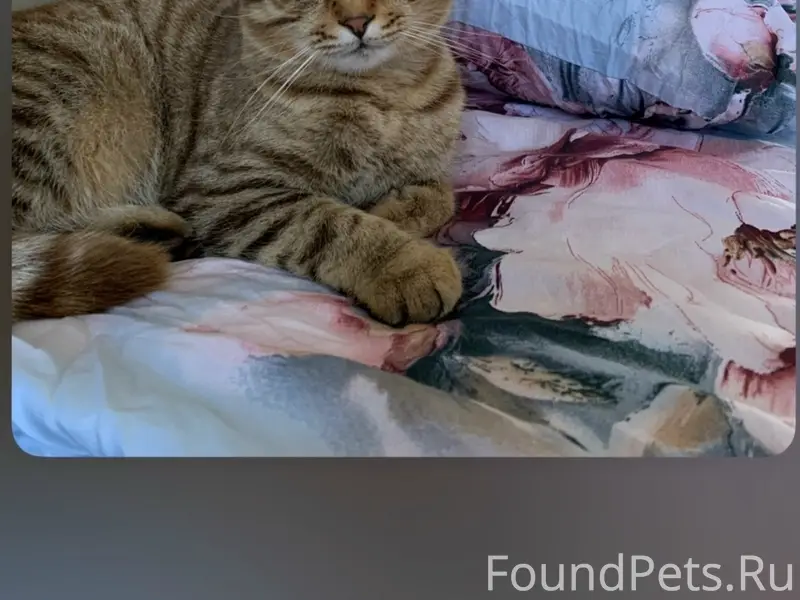 Пропал кот, район пятиэтажек
