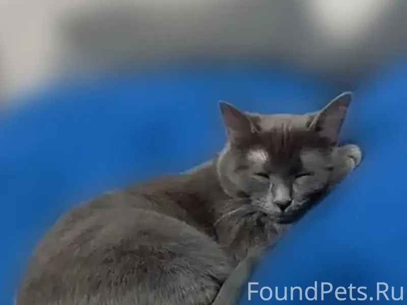 Пропала кошка, Калининград, Артиллерийская улица