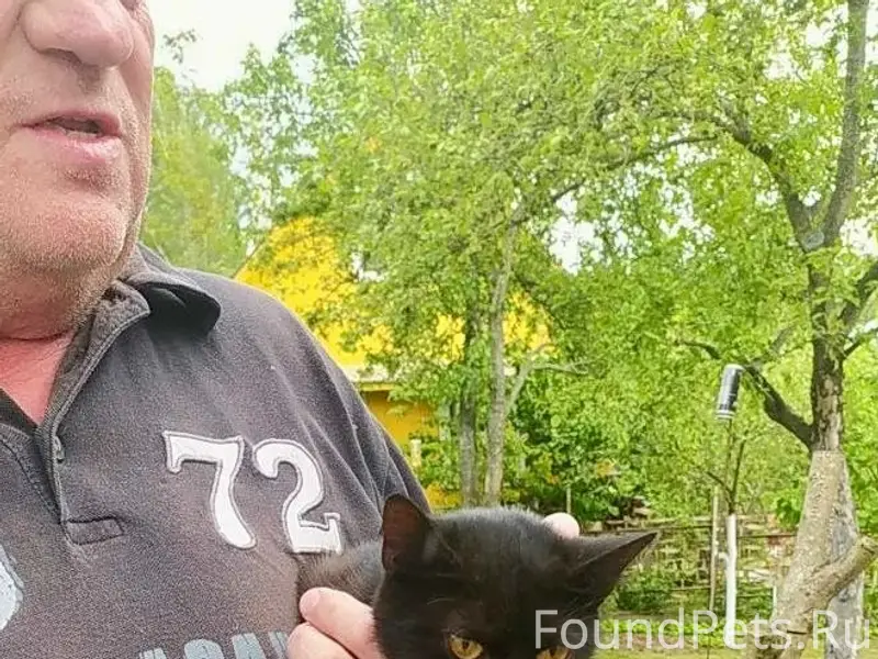 Найдена чёрная кошечка, Смолевичский район