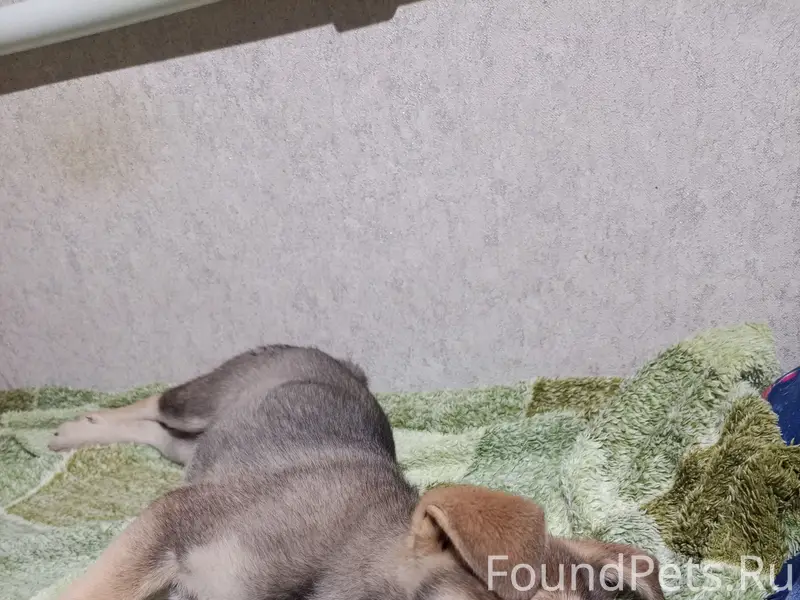 Нашёлся щенок, девочка, ждёт своих хозяев