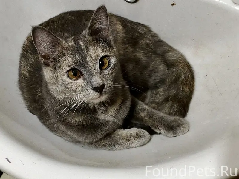 Пропала кошка Мая, мкр. Свияга