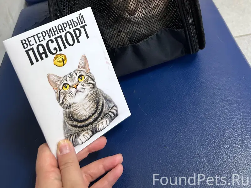 Пропал кот, Нахимовский район
