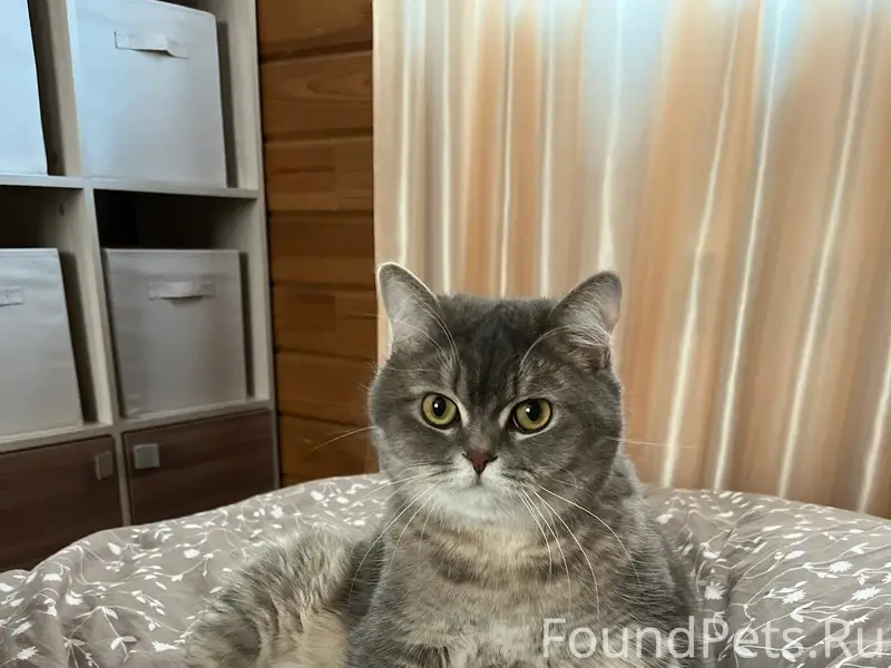 Пропал кот Томми, Защитино
