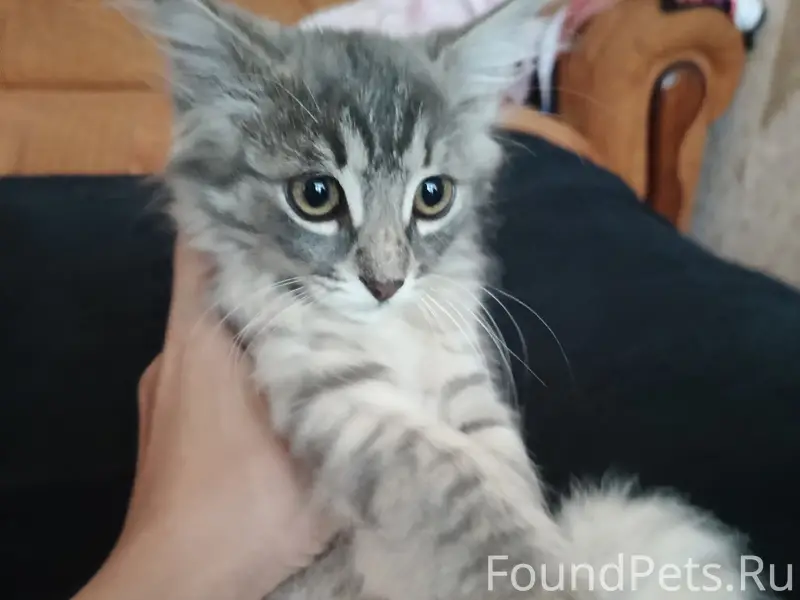 Найдена котенок девочка, без определенного места