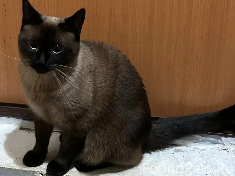 Пропал кот Оскар, Загорская 36