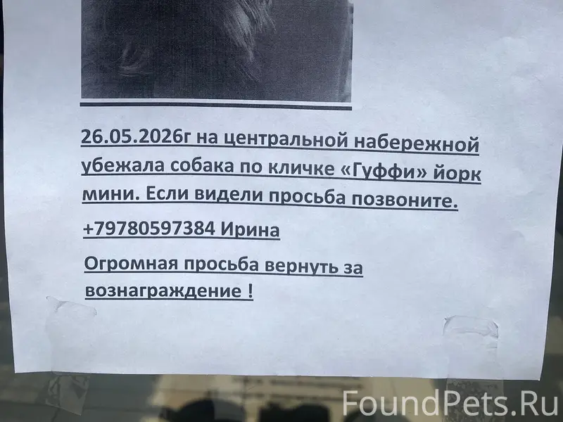 Пропала собака, Алушта