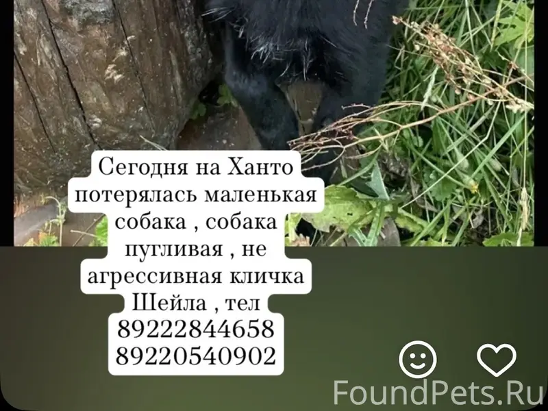 Пропала собака Шейла, озеро Ханто