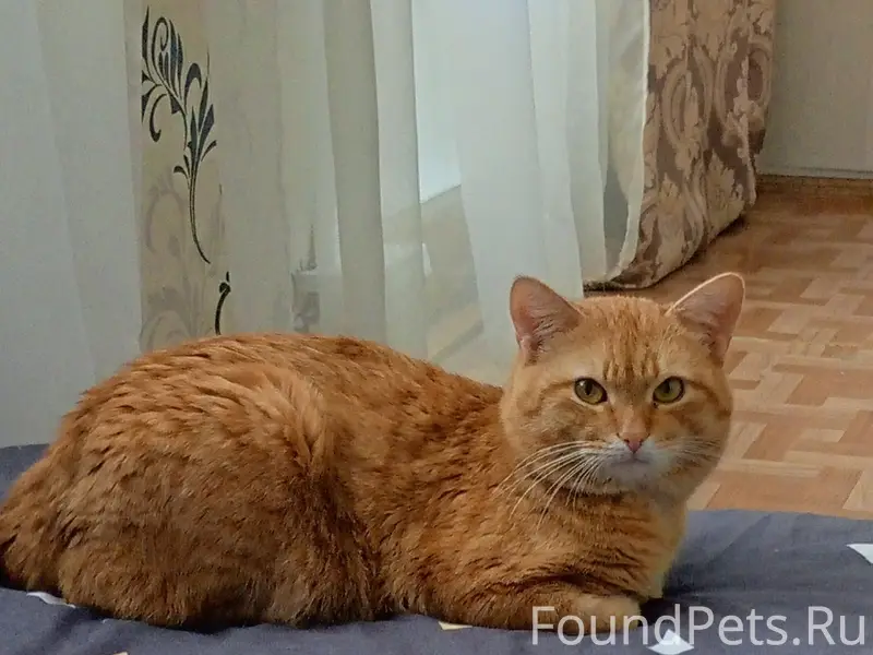Пропал кот