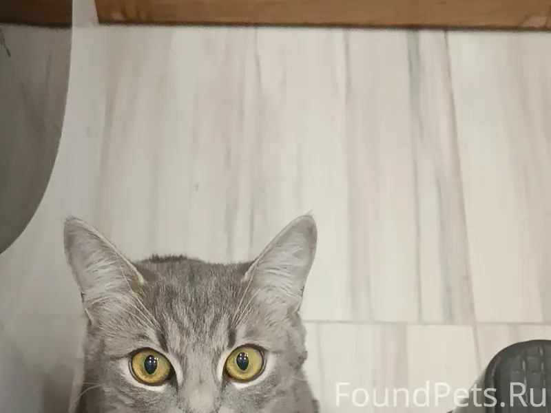 Пропала кошка Муся, Тула