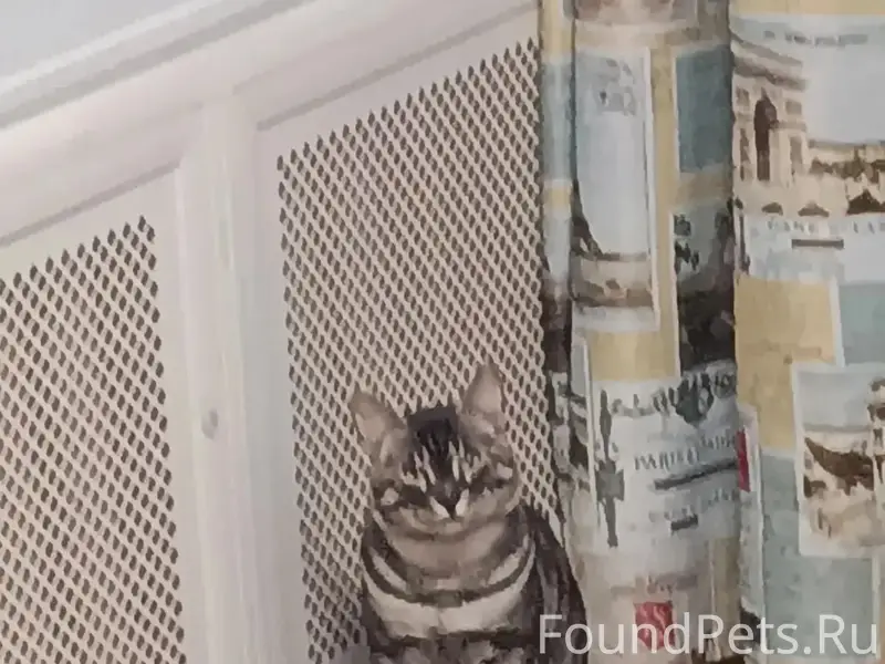 Пропал кот Котик, Коммунистическая