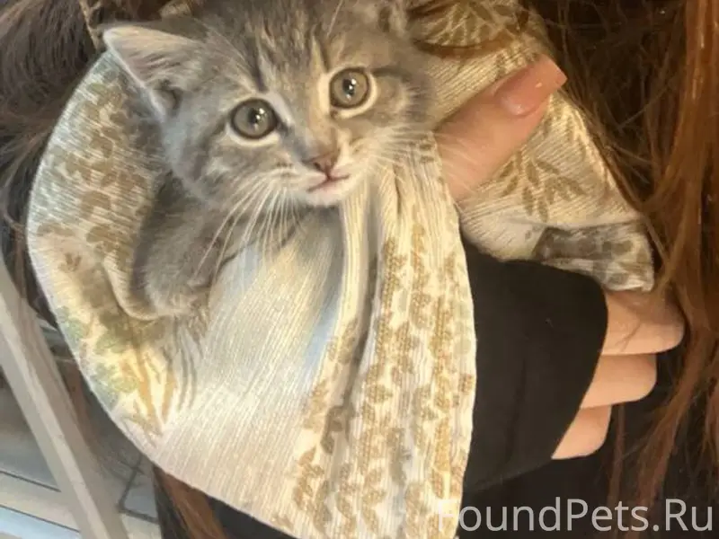 Пропала кошка Смоки, 2 район