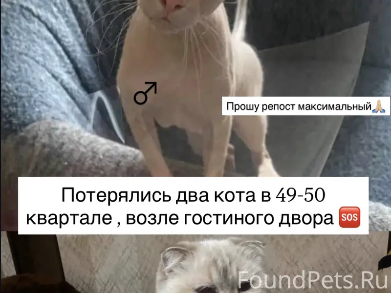 Вислоухая и сфинкс