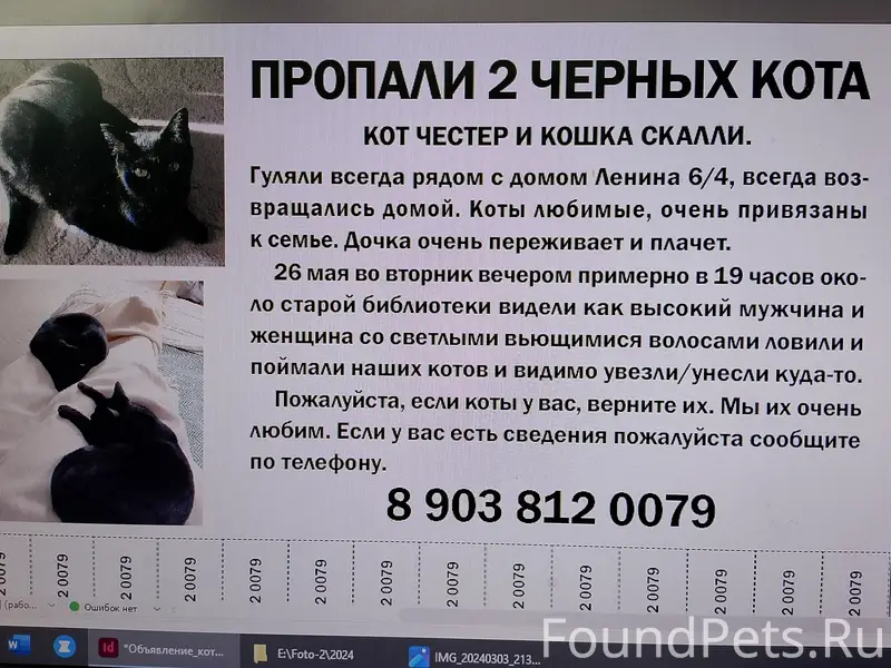 Пропали коты