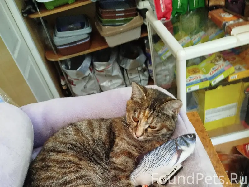 Пропала кошка Маруся, пр. Октябрьского