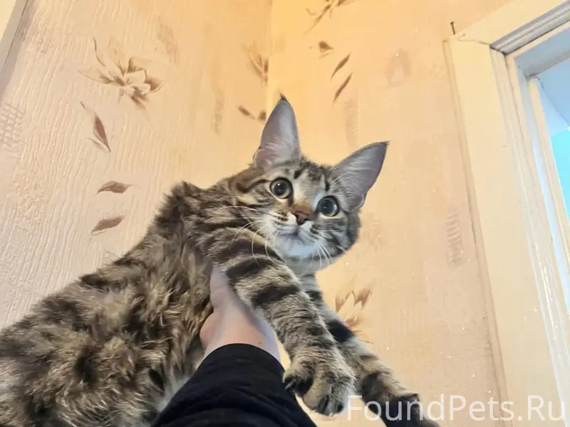 Найдена молодая кошка, Октябрьская революция 15