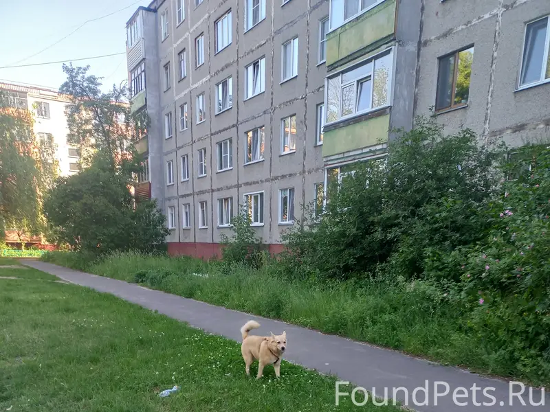 Пропала собака, 5 микрорайон