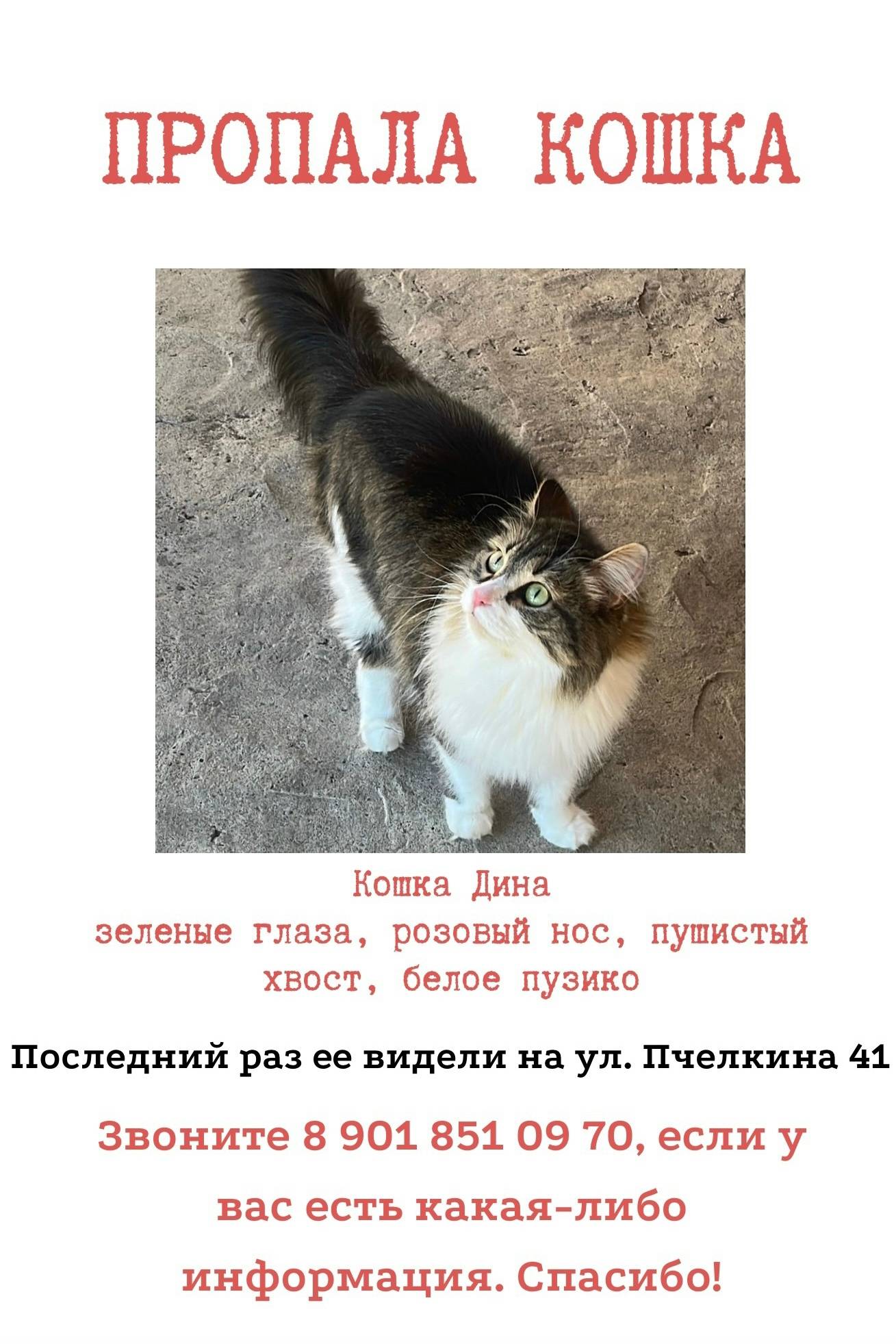 Пропала кошка, Чемал