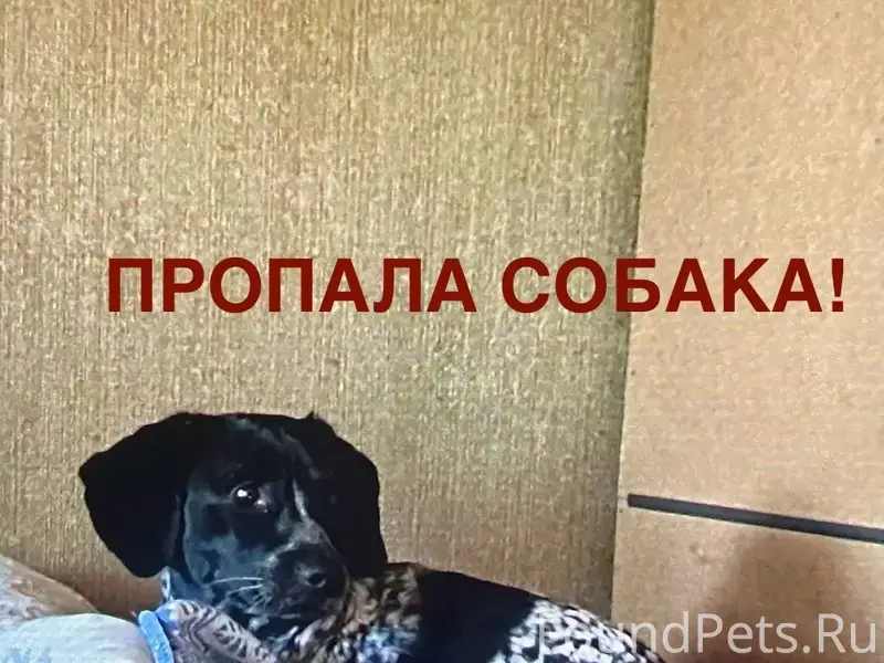 Пропала собака, может быть в Майоршино, Алапаевск