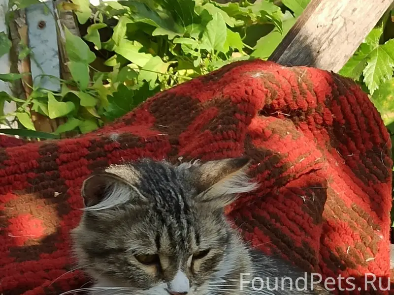 Пропала кошка Пуша, улица Молодёжная