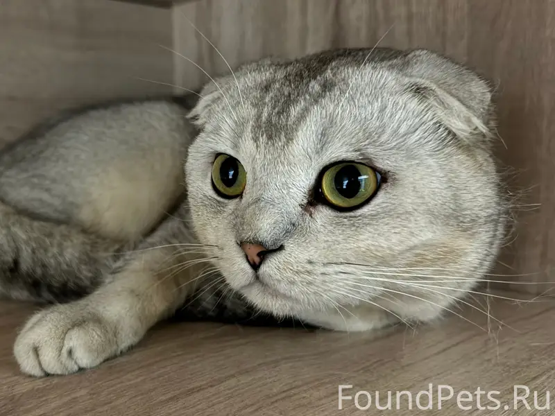 Найден шотландский вислоухий кот, Южный город