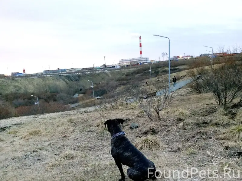 Пропал пёс Анхель