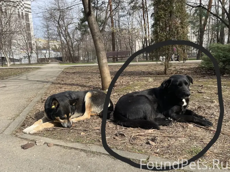 Пропал Черныш, крупная собака чёрного окраса, Краснодар