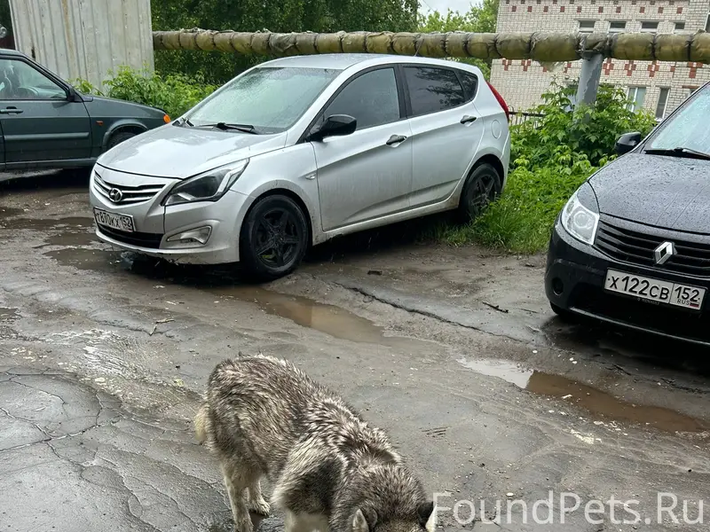 Найденна собака, Богородск