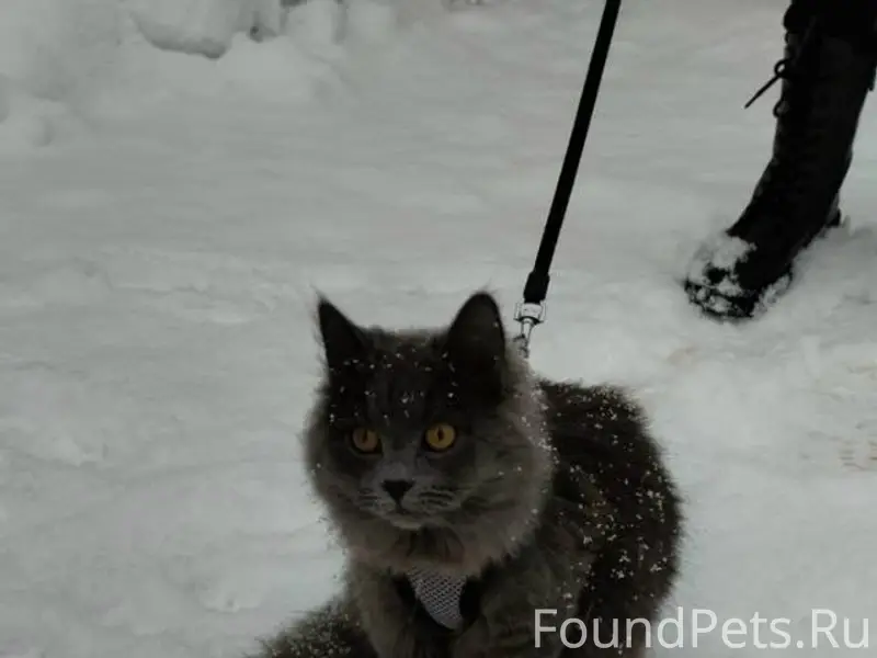Пропала кошка, район Частикова