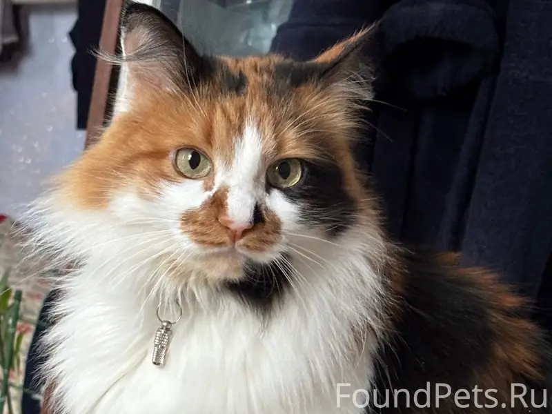 Пропала кошка, район Короленко 4