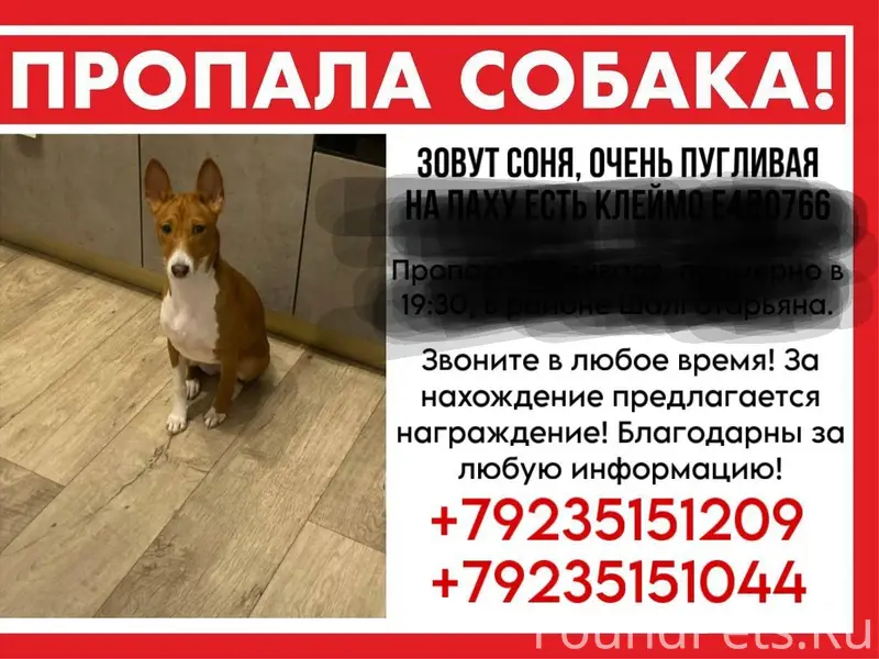 Пропала собака Соня, район леса за мечетью