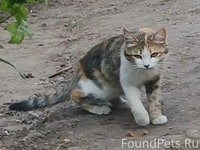 Пропала кошка Луна, район железнодорожного переезда
