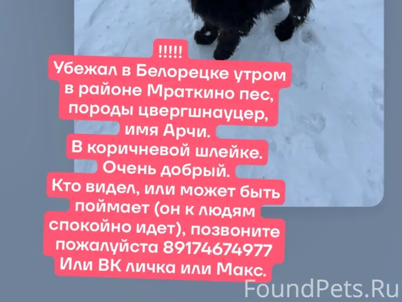 Пропал цвергшнауцер Арчи, Мраткино