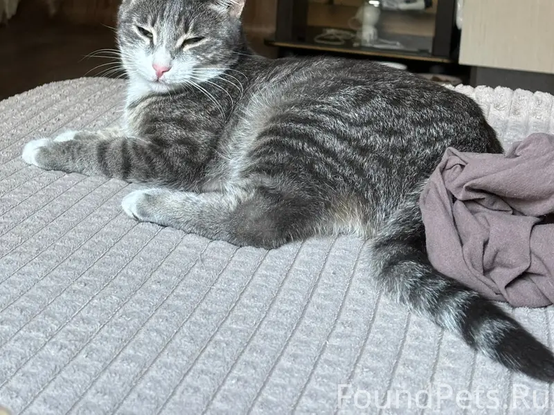 Найдена кошка, ищем дом