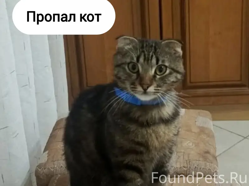 Пропал вислоухий кот Бася, Михайловск