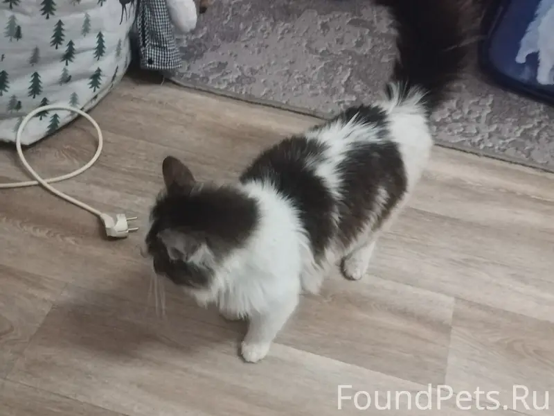 Найден котёнок, Мкр-н дзфс