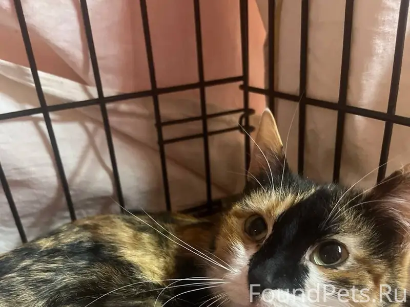 Пропала трёхцветная кошка