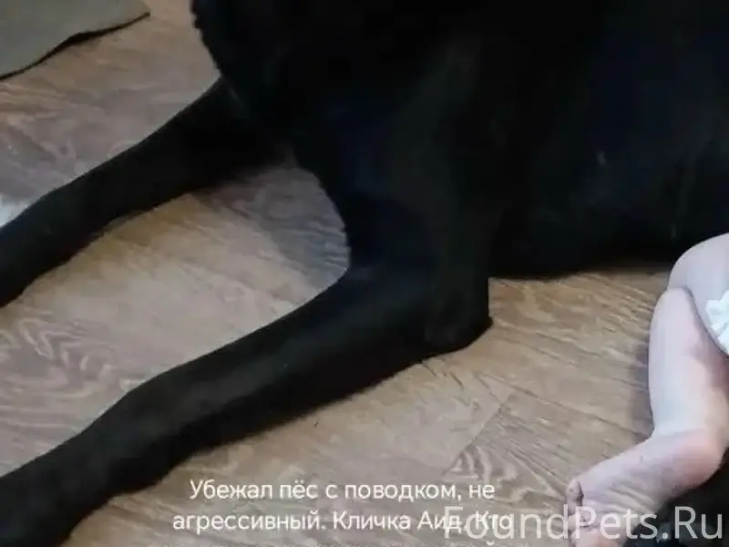 Пропал кобелъ Аид, Усолье