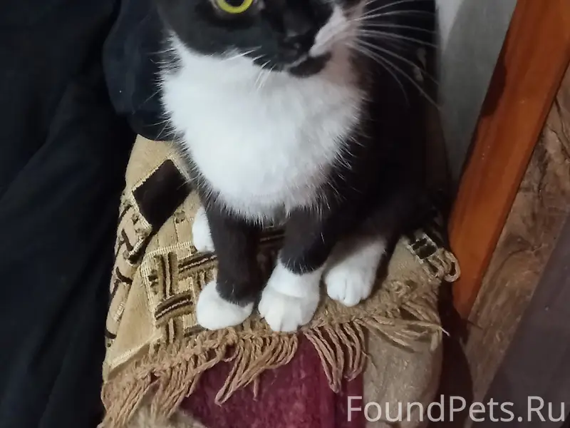 Пропала кошка Буся, Чехова 71