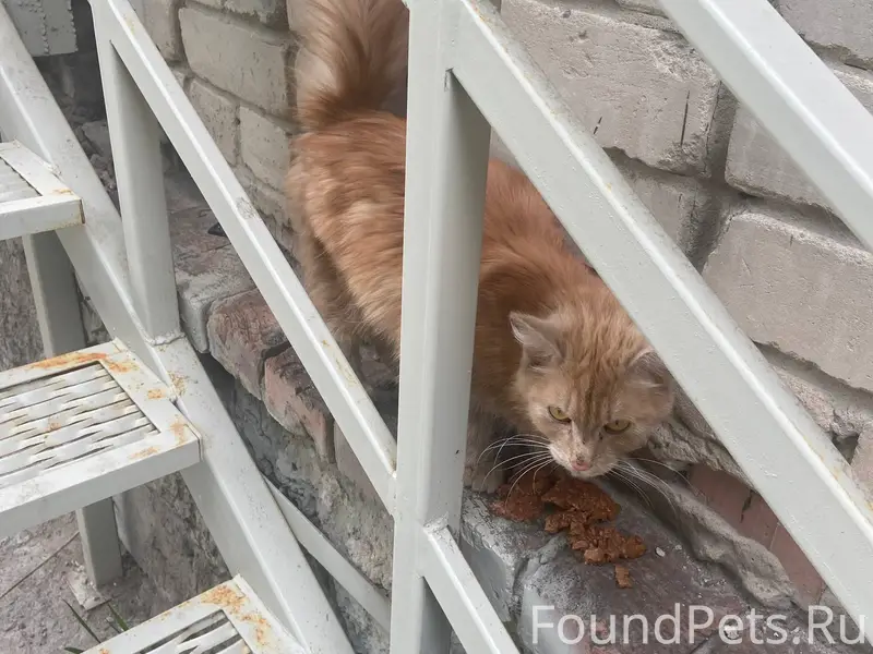 Найден рыжий кот, район неизвестен
