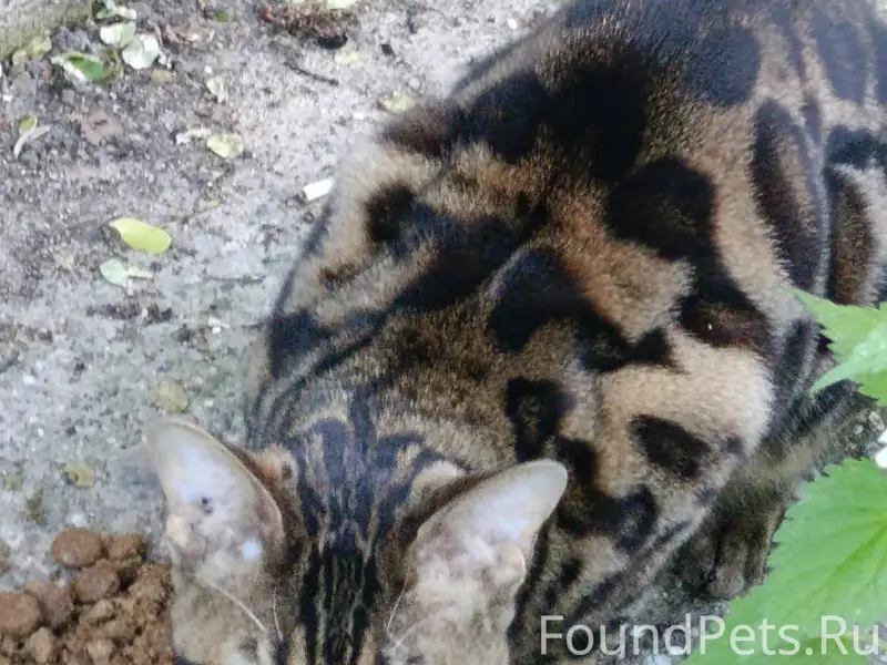Найден бенгальский кот, Скреблово