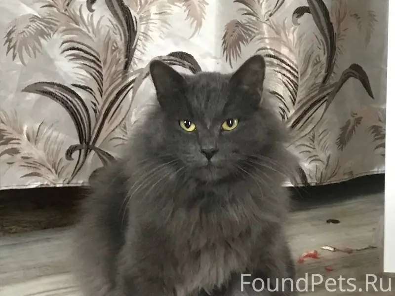 Пропал кот Филя, северная часть
