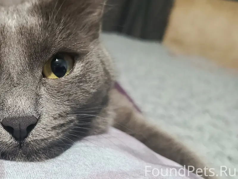 Помогите найти котика 